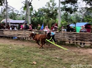 Aksi Seru Joki Cilik Karapan Sapi di Lumajang