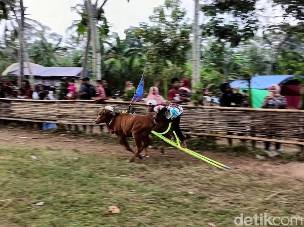 Aksi Seru Joki Cilik Karapan Sapi di Lumajang
