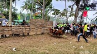 Sepasang sapi yang lebih dulu mencapai garis finish dinyatakan sebagai pemenang.
