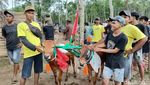 Aksi Seru Joki Cilik Karapan Sapi di Lumajang