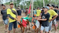 Lomba karapan sapi ini diikuti 120 peserta dari tiga kabupaten di Jawa Timur, yakni Lumajang, Jember, dan Probolinggo.