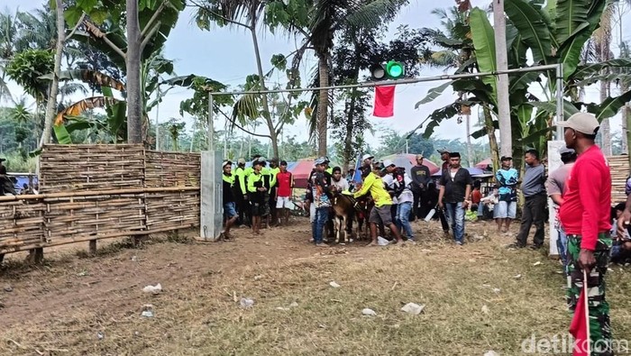 Aksi seru joki cilik karapan sapi di Lumajang