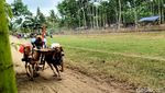 Aksi Seru Joki Cilik Karapan Sapi di Lumajang