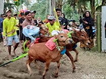 Video: Aksi Menantang Joki-joki Cilik di Karapan Sapi