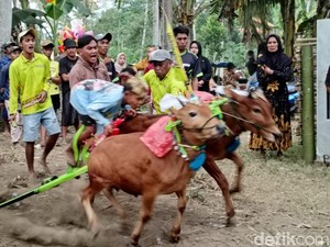 Video Liburan Akhir Tahun Nonton Kerapan Sapi? Boleh Juga!
