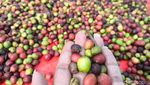 Potret Susur Desa Wisata Kopi Cibeureum di Kuningan