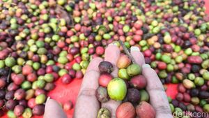 Potret Susur Desa Wisata Kopi Cibeureum di Kuningan