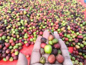 Potret Susur Desa Wisata Kopi Cibeureum di Kuningan