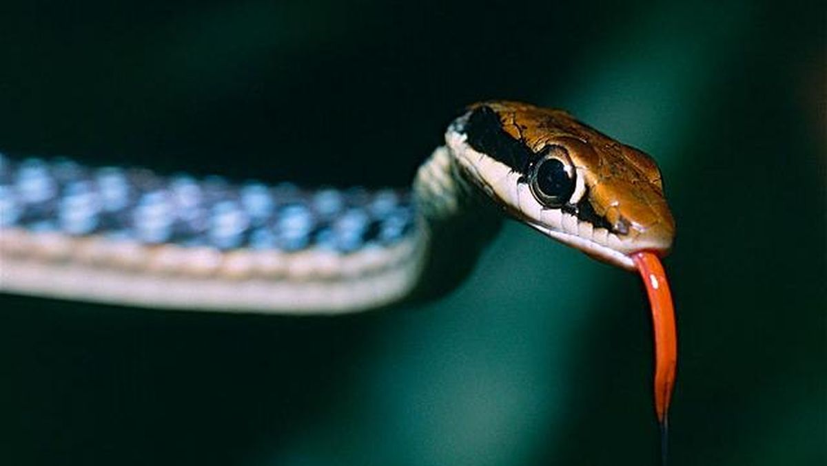 Anfisa Chexovni qanday sikishgan (pornofilm)