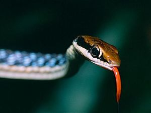 Benarkah Ular Tambang Ditakuti King Cobra? Cek Faktanya!