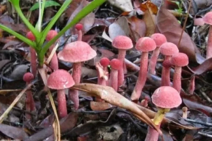 Jamur kulat pelawan asli Bangka.
