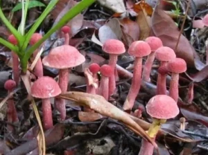 Gak Kalah dari Truffle! Jamur Kulat Pelawan Bangka Harganya Jutaan Rupiah