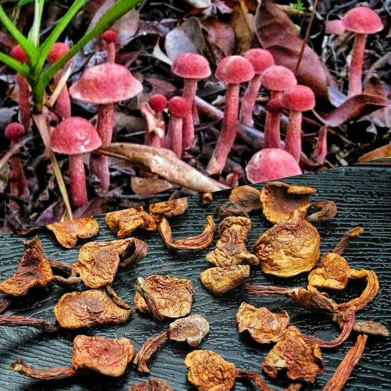 Jamur kulat pelawan asli Bangka.