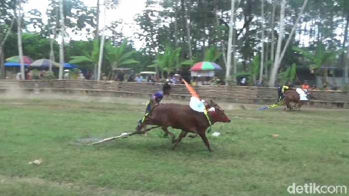 Joki cilik karapan sapi di Lumajang