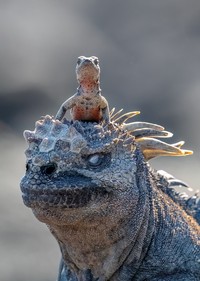 Nikon Comedy Wildlife Photography Awards 2025
