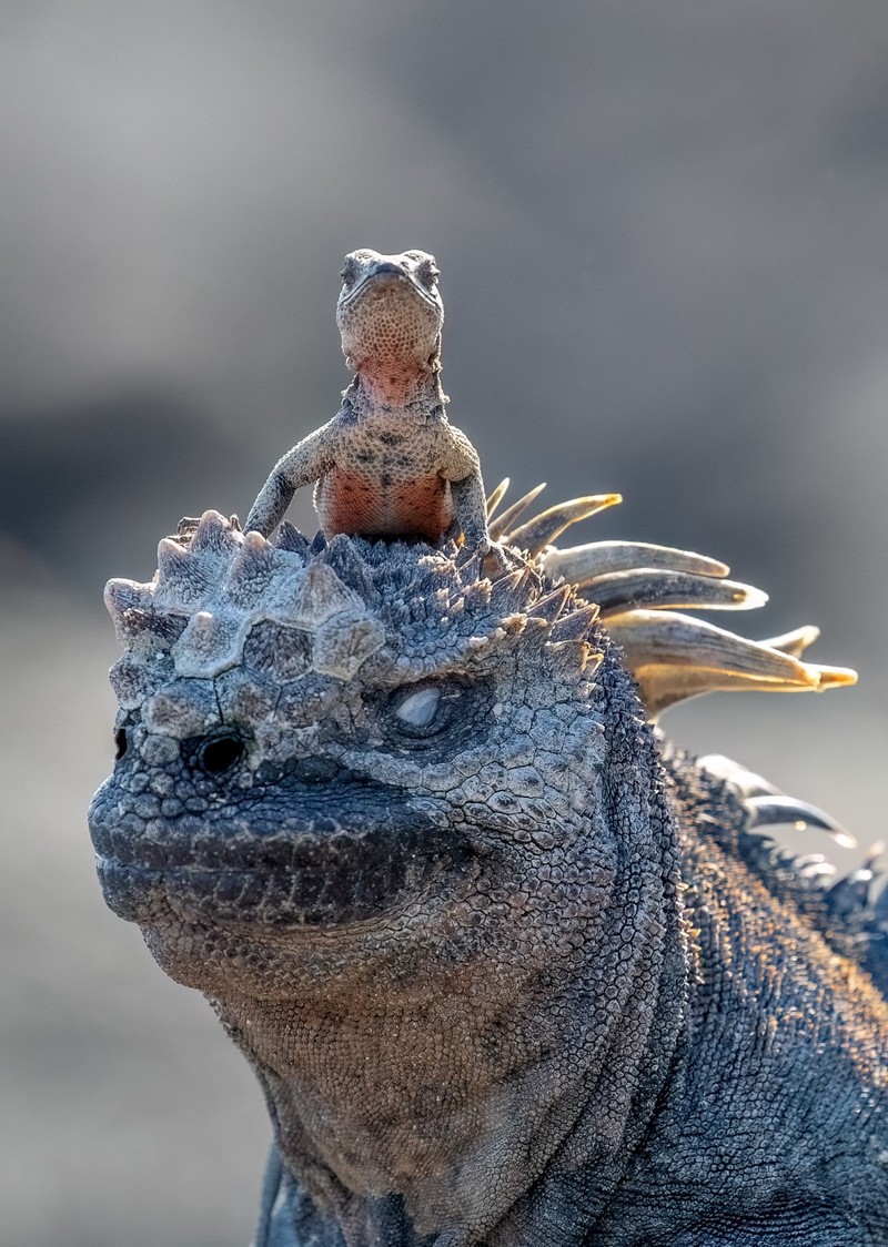 Nikon Comedy Wildlife Photography Awards 2025