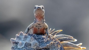 Commandeer karya Rachelle Mackintosh (Australia). Hewan: iguana laut Galapagos dan kadal lava. Lokasi pengambilan gambar: Pulau Fernandina, Kepulauan Galapagos, Ekuador. Seekor kadal lava mengendalikan seekor iguana laut Galapagos dan mulai menungganginya. Dilihat dari mata iguana yang kerasukan, kadal lava itu mungkin telah mengambil alih jiwanya juga. Kedua ular billy yang konyol ini sedang bersantai dengan segerombolan iguana laut di pantai berbatu. Foto: Nikon Comedy Wildlife Photography Awards