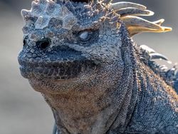 Tingkah Lucu Satwa Liar di Nikon Comedy Wildlife 2025, Bikin Ngakak!