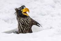 Nikon Comedy Wildlife Photography Awards 2025