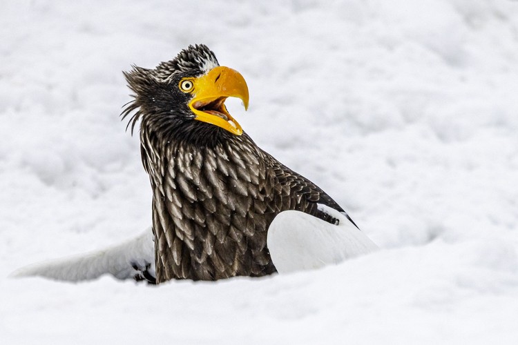 Nikon Comedy Wildlife Photography Awards 2025