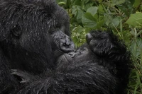 Nikon Comedy Wildlife Photography Awards 2025