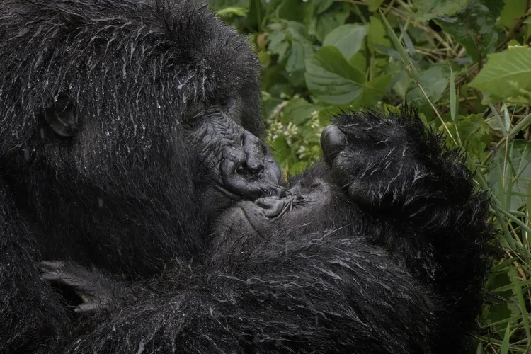 Nikon Comedy Wildlife Photography Awards 2025