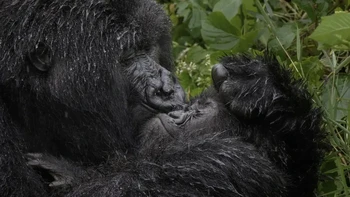 Aaaaaww Bu! karya Mark Meth-Cohn (Inggris). Hewan: Gorila. Lokasi pengambilan gambar: Rwanda Induk gorila yang penuh kasih sayang memberikan ciuman basah yang besar kepada bayinya! Foto: Nikon Comedy Wildlife Photography Awards
