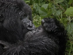 Tingkah Lucu Satwa Liar di Nikon Comedy Wildlife 2025, Bikin Ngakak!