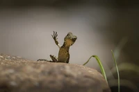 Nikon Comedy Wildlife Photography Awards 2025