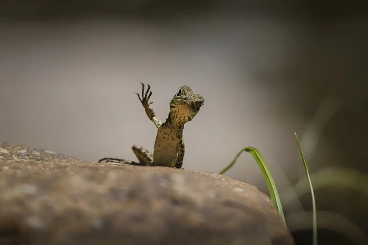 Nikon Comedy Wildlife Photography Awards 2025