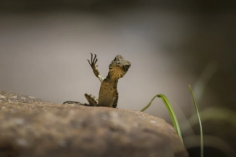 Nikon Comedy Wildlife Photography Awards 2025