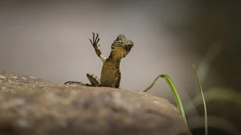Waving Dragon karya Trevor Rix (Australia). Hewan: Naga Air Gippsland. Lokasi pengambilan gambar: Sungai Murrumbidgee dekat Canberra, ACT, Australia. Saat menyusuri Sungai Murrumbidgee, kami melihat beberapa kadal berlarian di bawah bebatuan mencari makan siang. Tak lama kemudian, Naga Air Gippsland muda ini muncul dan melambaikan tangan ramah kepada kami. Foto: Nikon Comedy Wildlife Photography Awards