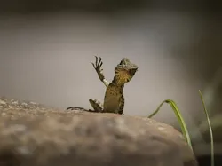 Tingkah Lucu Satwa Liar di Nikon Comedy Wildlife 2025, Bikin Ngakak!