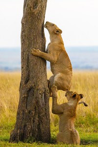 Nikon Comedy Wildlife Photography Awards 2025