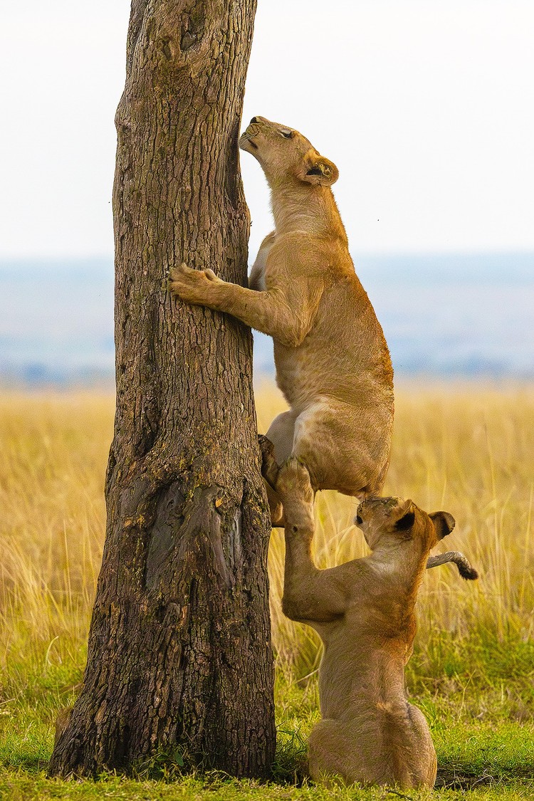 Nikon Comedy Wildlife Photography Awards 2025