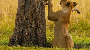 Coba saja! oleh Bhargava Srivari (India). Hewan: Singa. Lokasi pengambilan gambar: Cagar Alam Nasional Maasai Mara, Kenya. Gambar ini menunjukkan saudara-saudara singa sedang bermain, di mana salah satu saudaranya tampak mendorong yang lain untuk melakukan hal-hal yang mengganggu induknya. Singa bukanlah pemanjat alami, jadi sepertinya salah satu saudaranya mendorong yang lain untuk melakukan sesuatu yang nakal! Foto: Nikon Comedy Wildlife Photography Awards