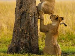 Tingkah Lucu Satwa Liar di Nikon Comedy Wildlife 2025, Bikin Ngakak!