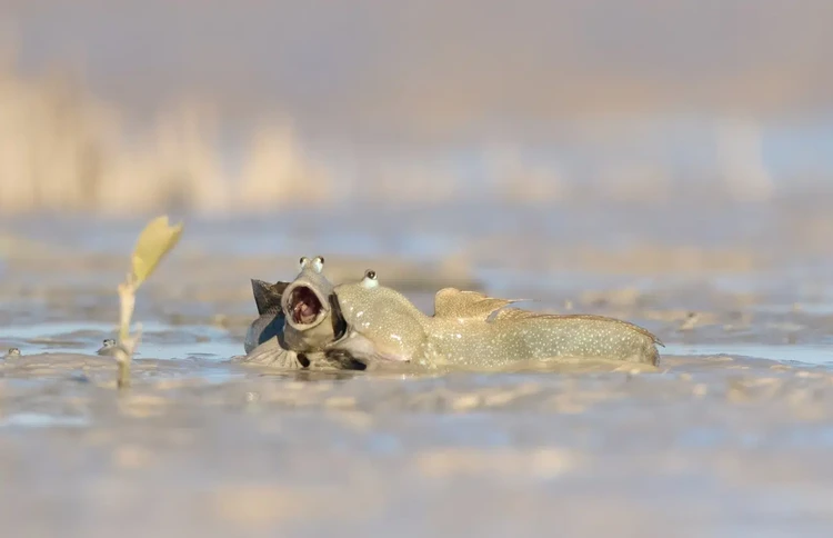 Nikon Comedy Wildlife Photography Awards 2025