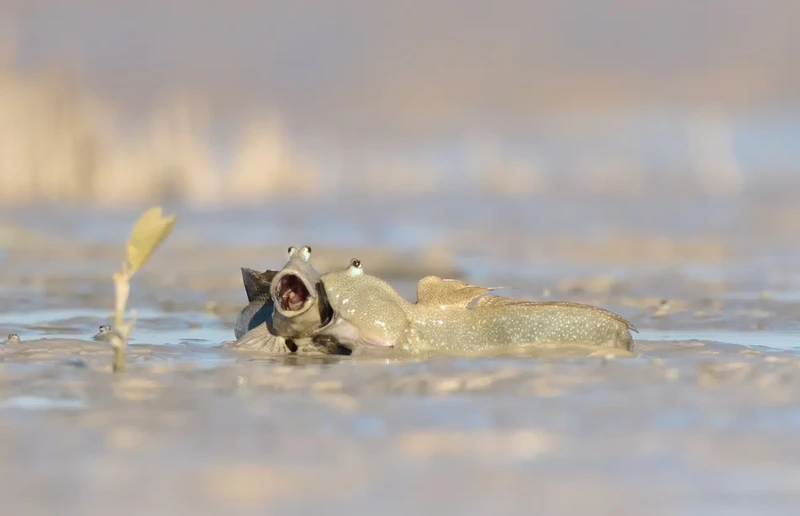 Nikon Comedy Wildlife Photography Awards 2025