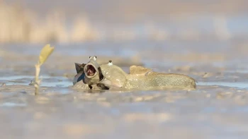 Tertawalah seperti tak ada yang melihat oleh Emma Parker (Australia). Hewan: Ikan Gelodok Biru. Lokasi pengambilan gambar: Australia Barat. Dua ikan gelodok yang riang tampak bersenang-senang di lumpur — saya hanya ingin tahu apa leluconnya! Lumpur itu menyenangkan. Foto: Nikon Comedy Wildlife Photography Awards