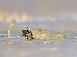 Tingkah Lucu Satwa Liar di Nikon Comedy Wildlife 2025, Bikin Ngakak!