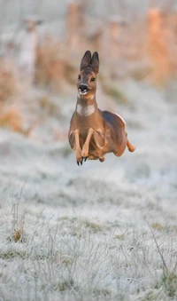 Nikon Comedy Wildlife Photography Awards 2025