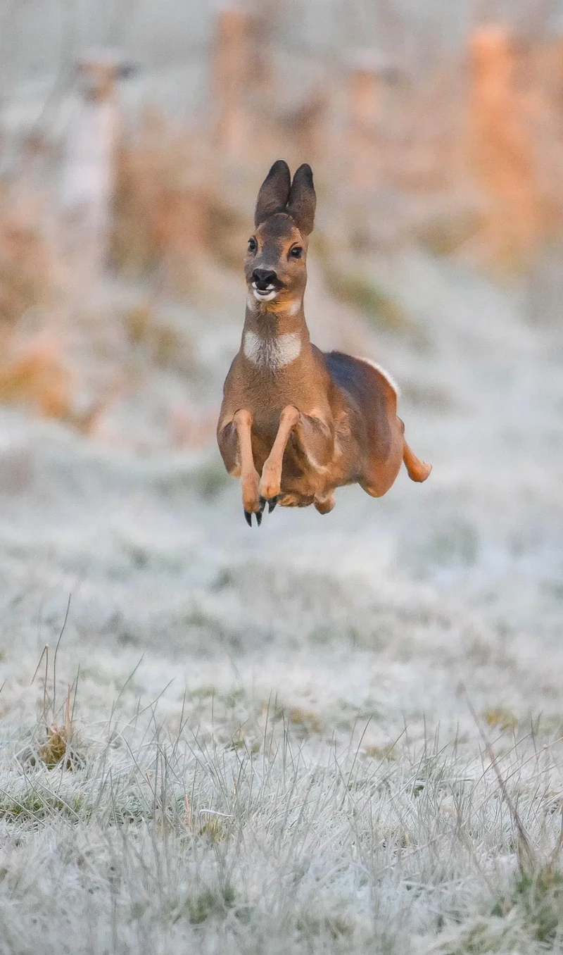 Nikon Comedy Wildlife Photography Awards 2025