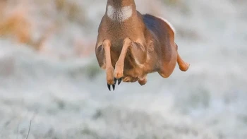 Rusa Bahagia karya Jeremy Duvekot (Belanda). Hewan: Rusa roe. Lokasi pengambilan gambar: Belanda. Rusa roe ini berlarian dengan riang dan tiba-tiba menghampiri saya. Hanya punya satu kesempatan dan berhasil. Foto: Nikon Comedy Wildlife Photography Awards