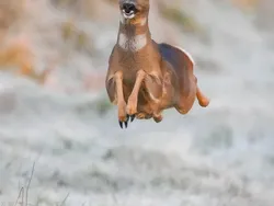 Tingkah Lucu Satwa Liar di Nikon Comedy Wildlife 2025, Bikin Ngakak!