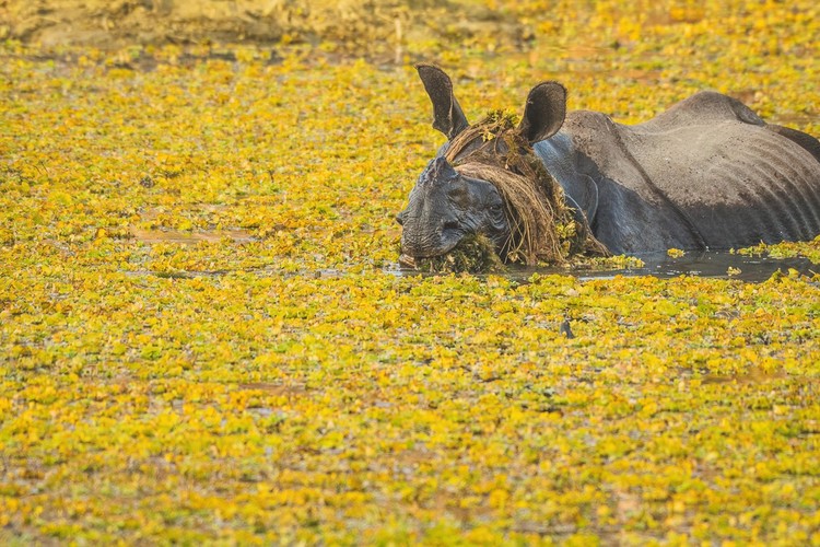 Nikon Comedy Wildlife Photography Awards 2025