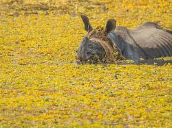Tingkah Lucu Satwa Liar di Nikon Comedy Wildlife 2025, Bikin Ngakak!