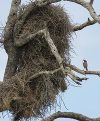 Nikon Comedy Wildlife Photography Awards 2025