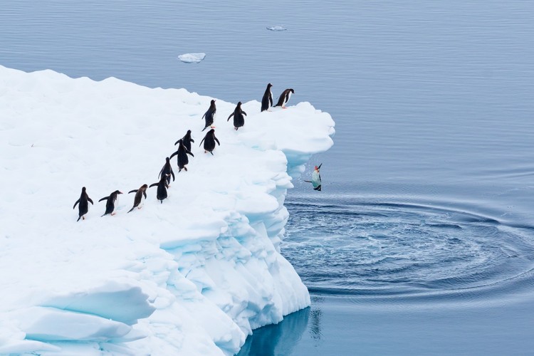 Nikon Comedy Wildlife Photography Awards 2025