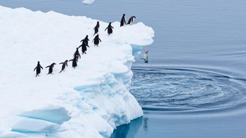 Antri untuk terjun ke kutub oleh Martin Schmid (Austria). Hewan: Penguin Gentoo. Lokasi pengambilan gambar: Terusan Neumayer, Antartika. Foto yang sungguh spontan dari sebuah kapal ekspedisi di Antartika. Penguin-penguin gentoo itu tampak mengantre dengan tertib untuk akhirnya terjun ke laut. Diambil pada Januari 2025. Foto: Nikon Comedy Wildlife Photography Awards
